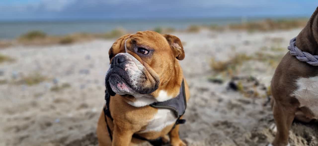 Healthy Dogs Miriam Kuschnik Cleo