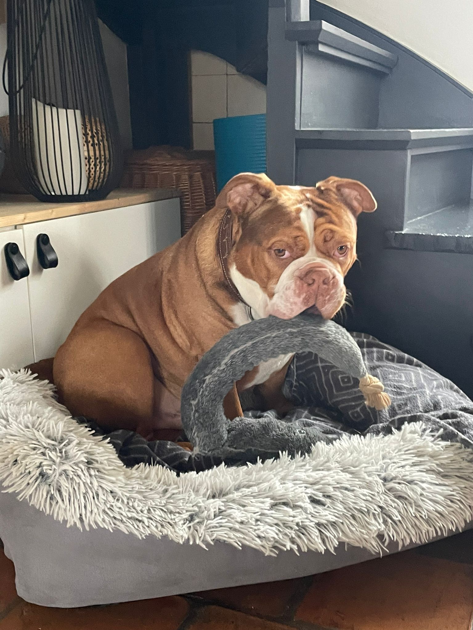 Healthy Dogs Miriam Kuschnik Eddy