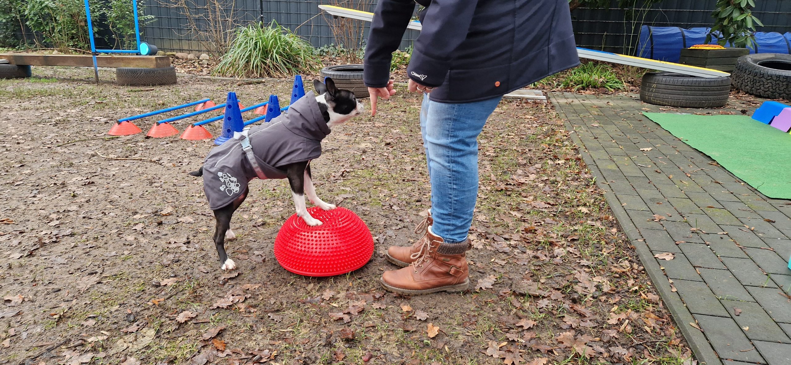 Healthy Dogs Miriam Kuschnik Fitness