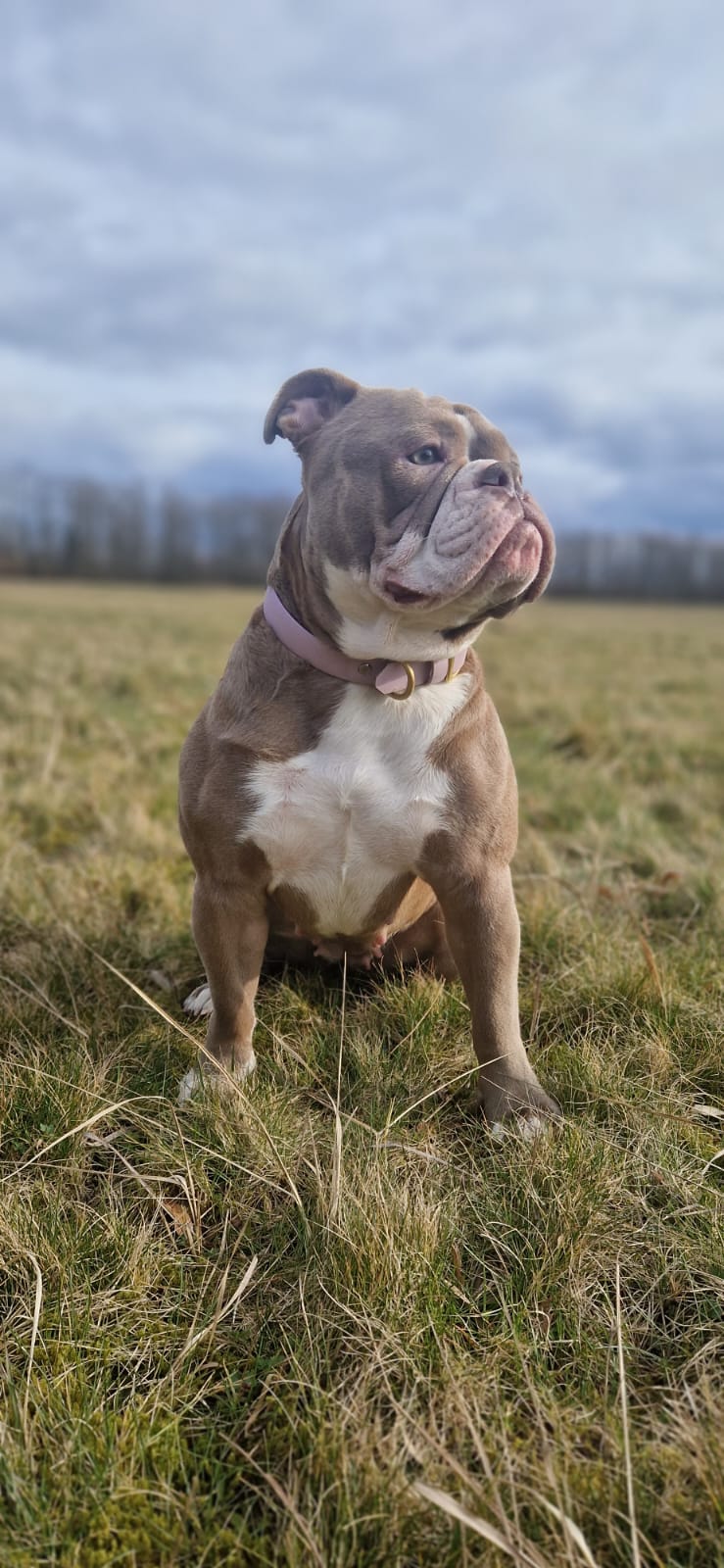 Healthy Dogs Miriam Kuschnik Eivy