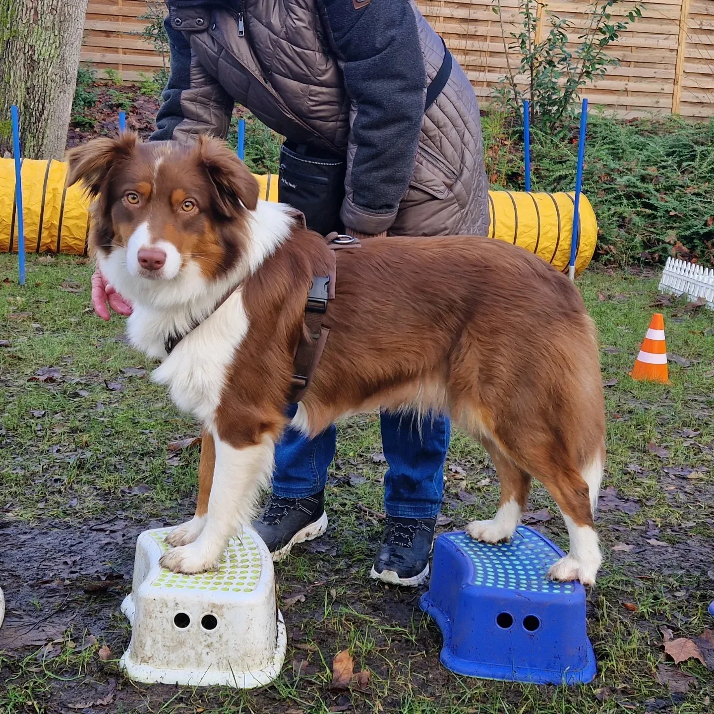 Healthy Dogs Miriam Kuschnik Fitness