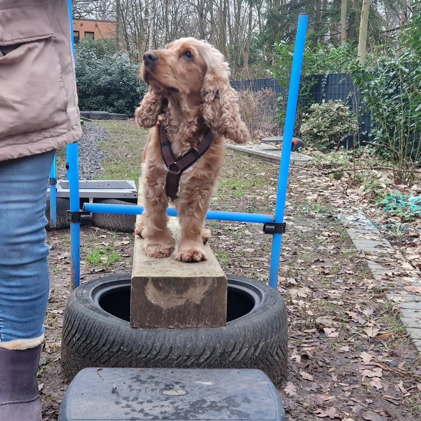 Healthy Dogs Miriam Kuschnik Fitness