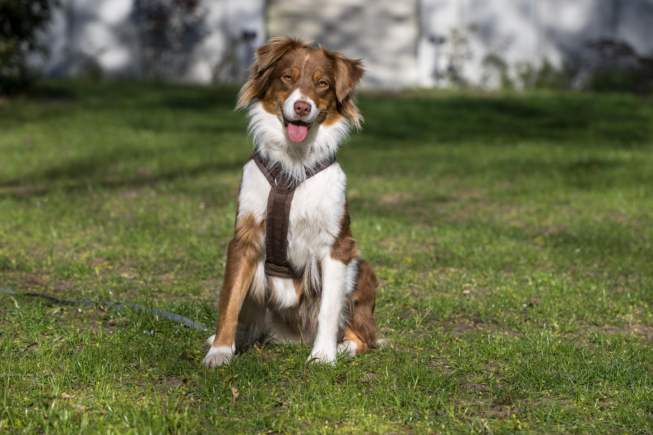 Healthy Dogs Miriam Rezensionen