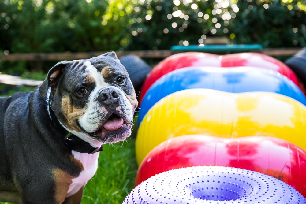 Healthy Dogs Miriam Kuschnik Fitness