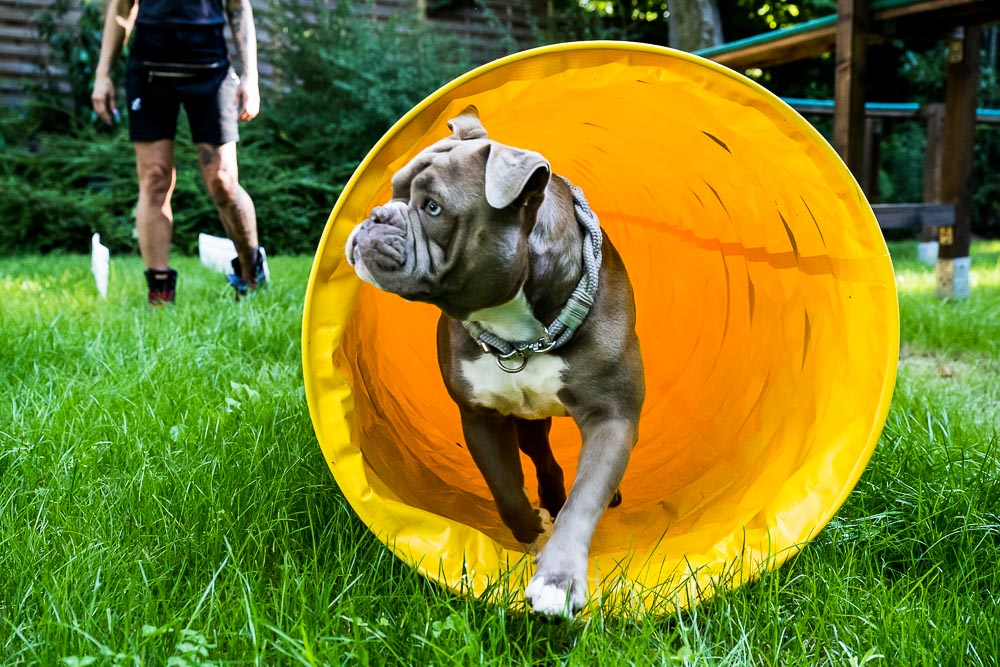 Healthy Dogs Miriam Kuschnik Fitness