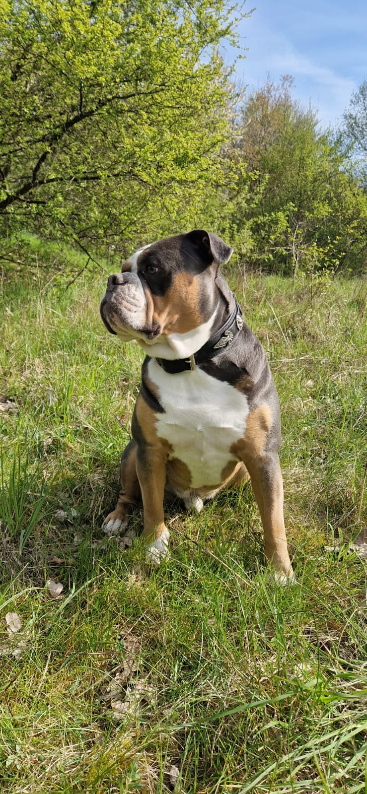 Healthy Dogs Miriam Kuschnik Django