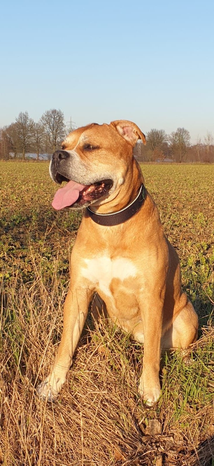 Healthy Dogs Miriam Kuschnik Jona