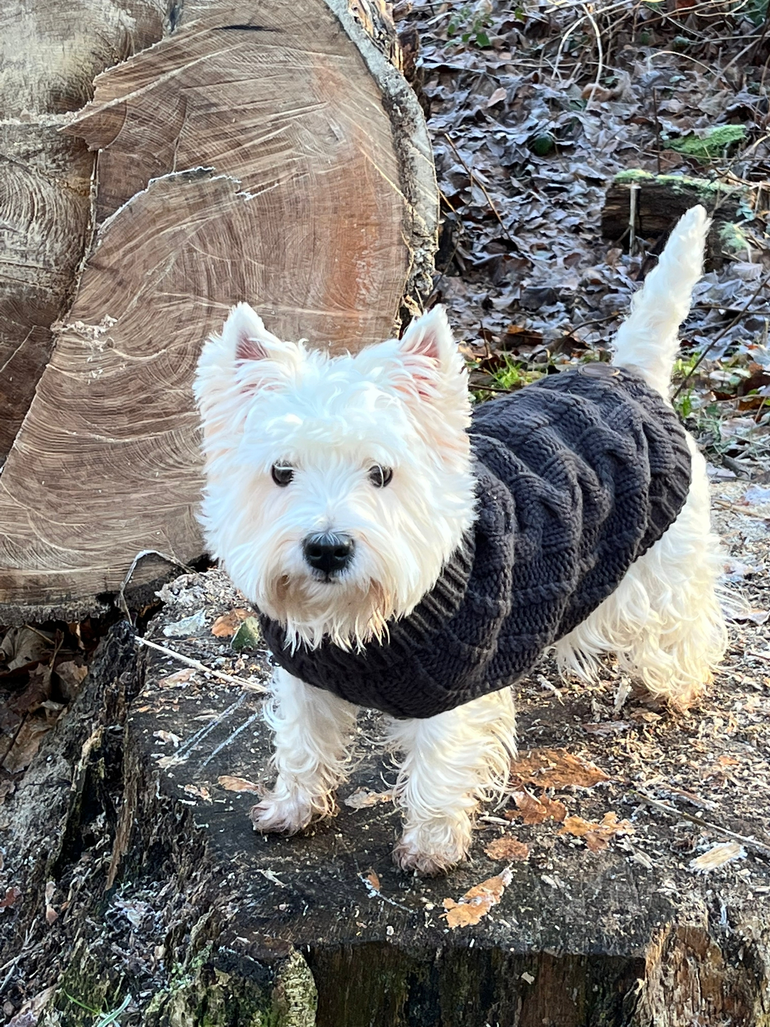 Healthy Dogs Miriam Kuschnik Rezension Hund