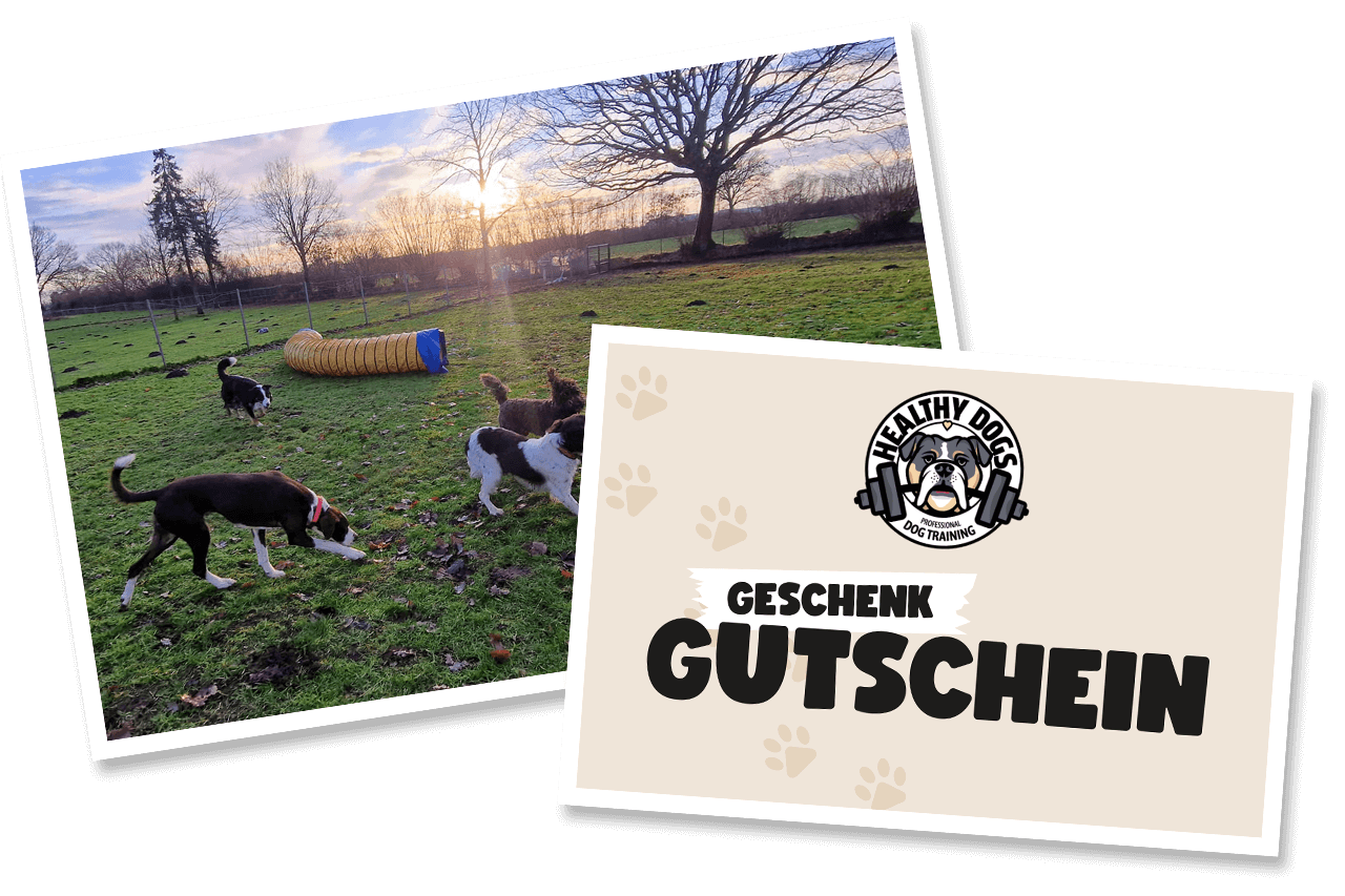 Gutscheine healthy Dogs Hamburg